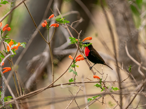 Scarlet-chested Sunbird (Chalcomitra senegalensis) photo