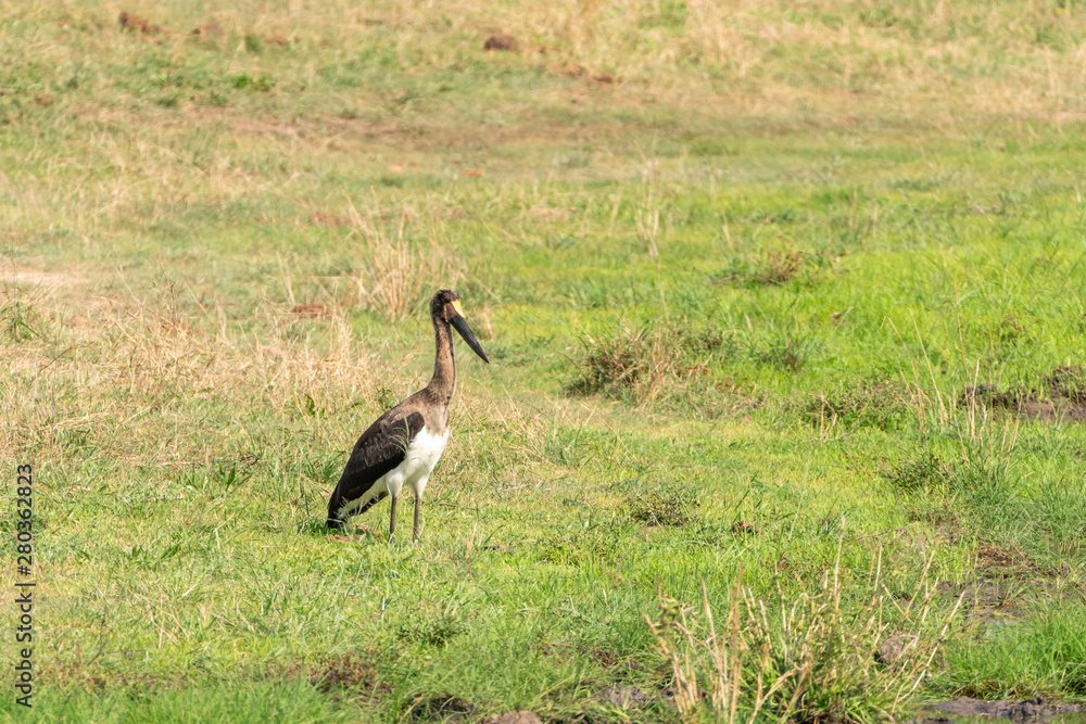 Saddle-billed Stork (Ephippiorhynchus senegalensis) in South Africa Saddle-billed Stork (Ephippiorhynchus senegalensis) in South Africa