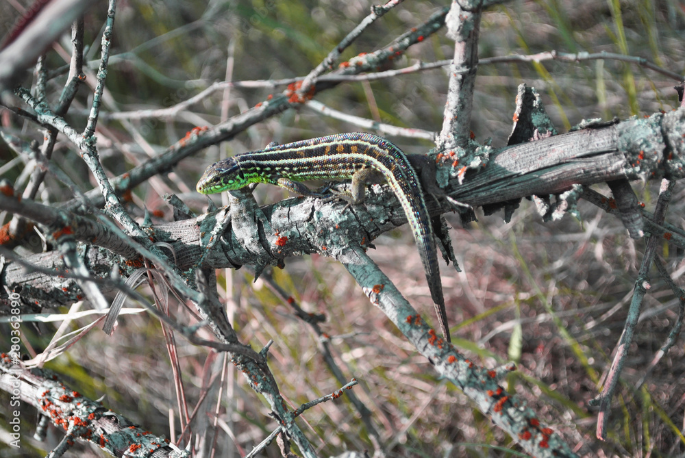 Gray lizard on ranch without leaves, macro close up detail, soft blurry bokeh background Gray lizard on ranch without leaves, macro close up detail, soft blurry bokeh background
