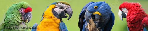Colorful group of Macaws - 4 species photo