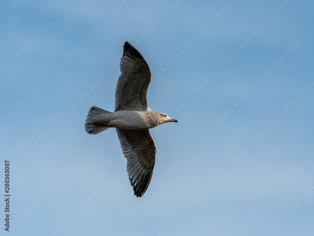Lesser Black-Backed Gull (Larus fuscus) taken in the UK Lesser Black-Backed Gull (Larus fuscus) taken in the UK