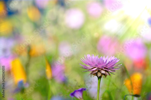 Sommer Blumenwiese - Hinter...
