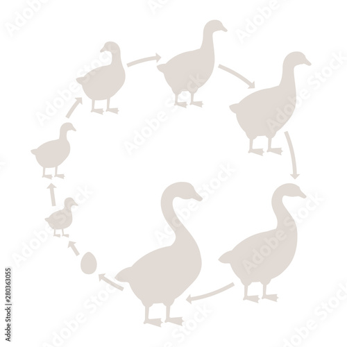 Round Stages of poultry growth set. Breeding fowl. Goose production. Goose farm. Gosling grow up circle animation progression. Silhouette Flat vector.
