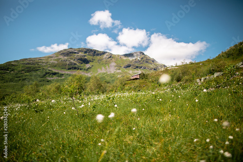 wild flowers in the mountains of Norway photo