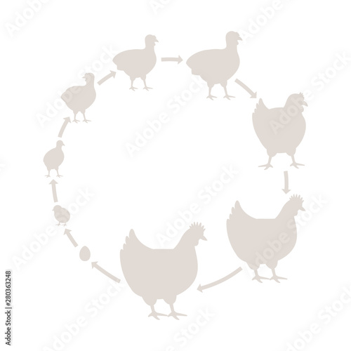 Round Stages of poultry growth set. Breeding fowl. Hen production. Chick grow up animation circle progression. Silhouette flat vector.