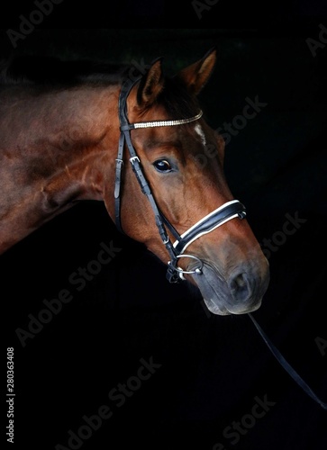 Portrait cheval © agnes