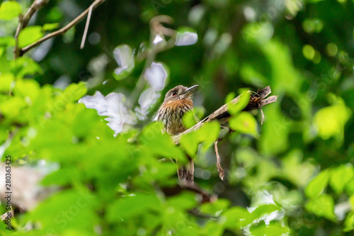 White-whiskered Puffbird (Malacoptila panamensis) photo