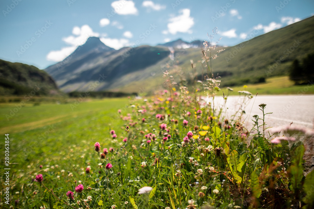 wild flowers in the mountains of Norway beside road