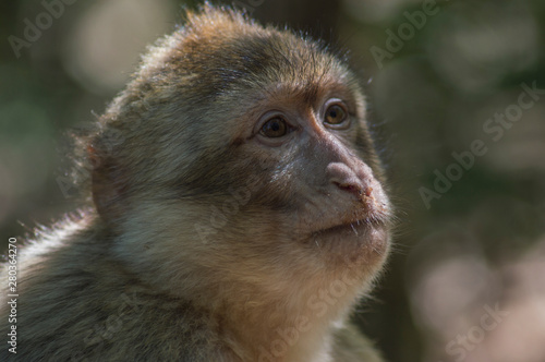 retrato de un joven mono