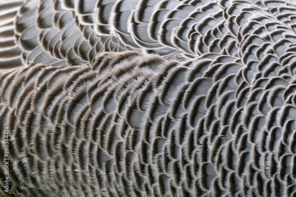 Emperor Goose (Anser canagica) Emperor Goose (Anser canagica)