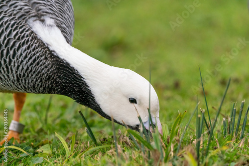 Emperor Goose (Anser canagica) photo