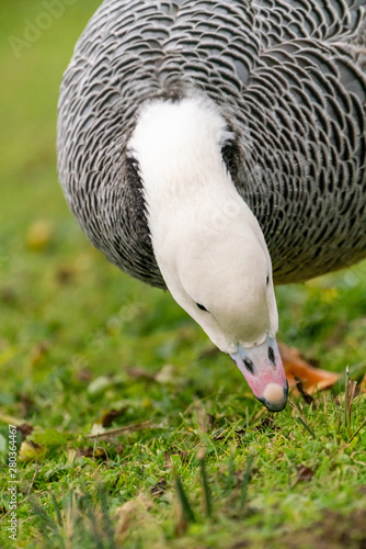 Emperor Goose (Anser canagica) photo