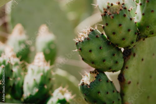 Close-Up Of Prickly Pear Fruits On Cactus © AnaRocioGF