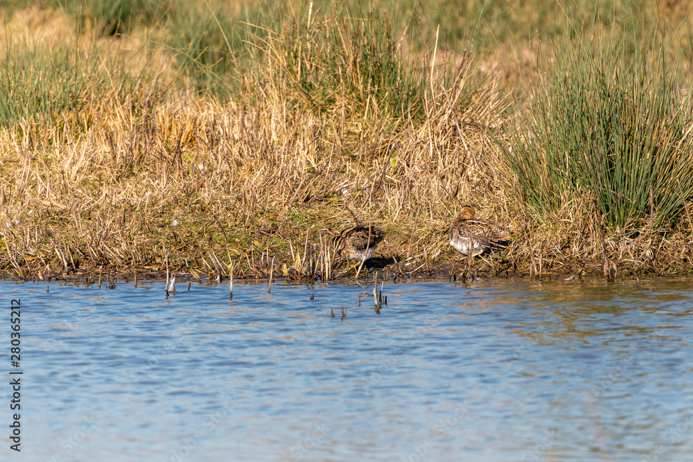 Common Snipe (Gallinago gallinago) in the UK Common Snipe (Gallinago gallinago) in the UK