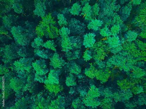 green treetops from the bird view