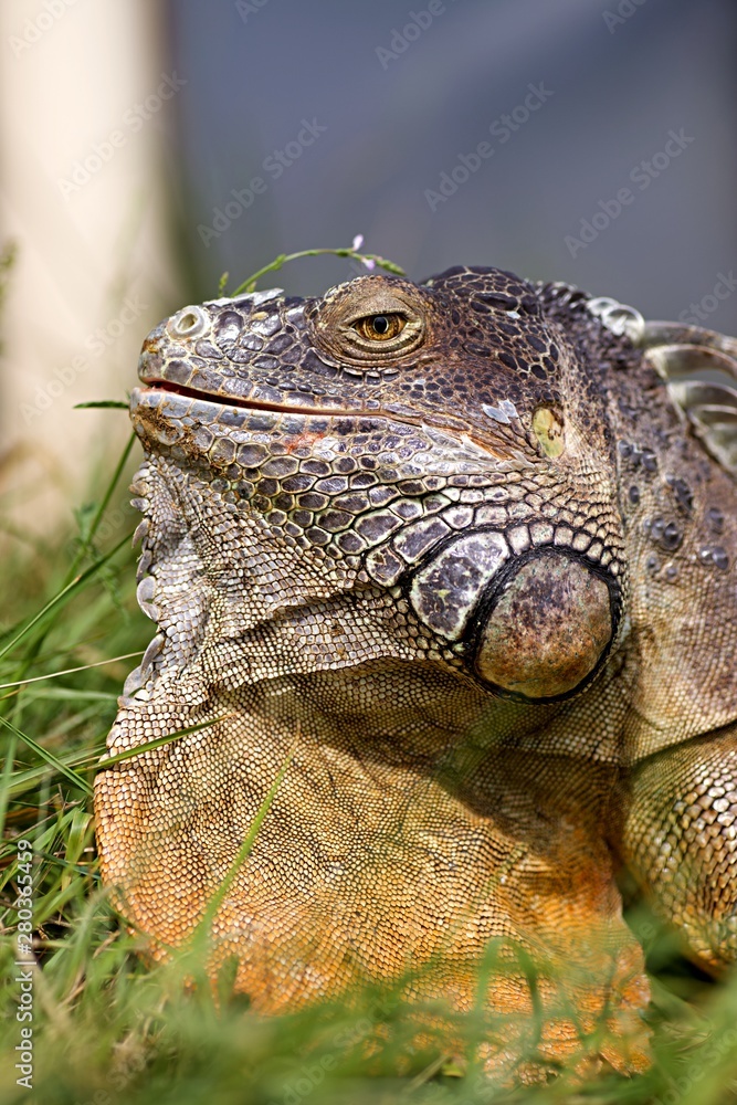 Obraz premium Iguane protrait