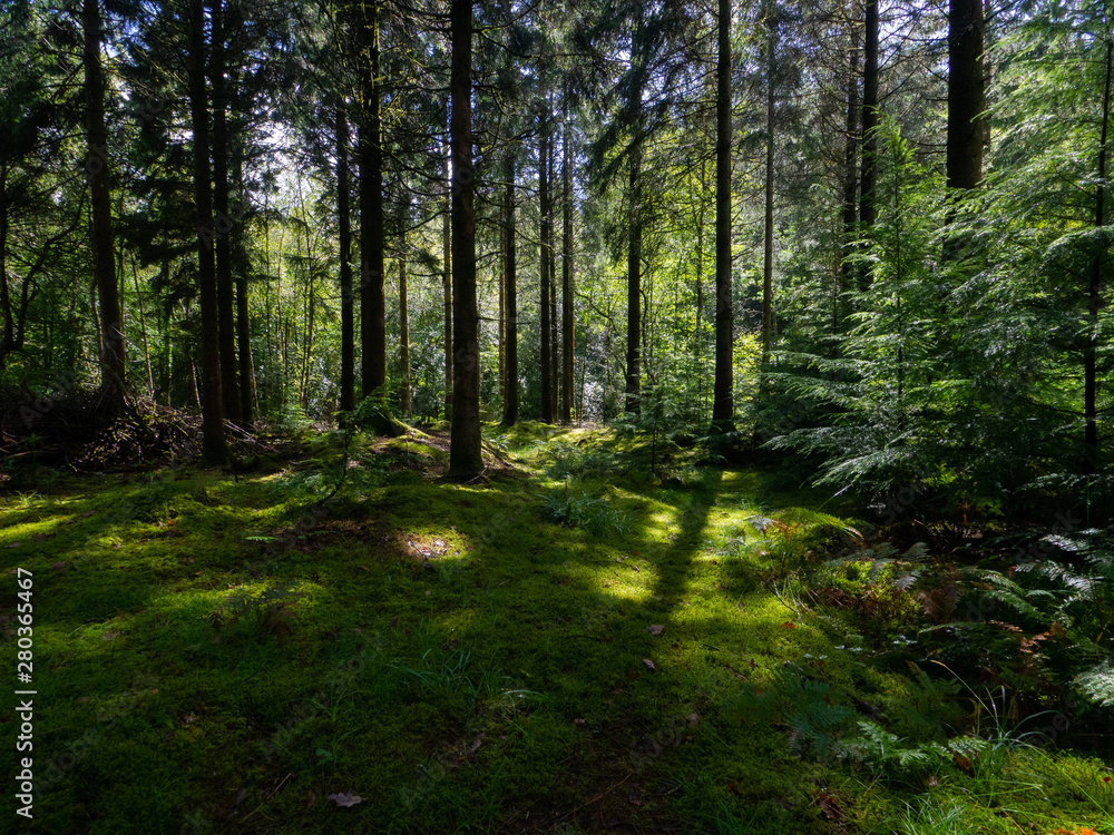 Obraz premium Forest Floor