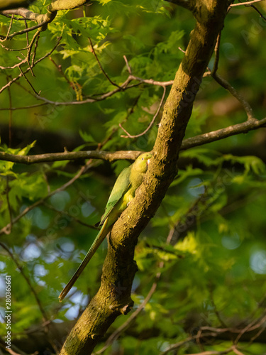 Ring-necked parakeet (Psittacula krameri) in the UK