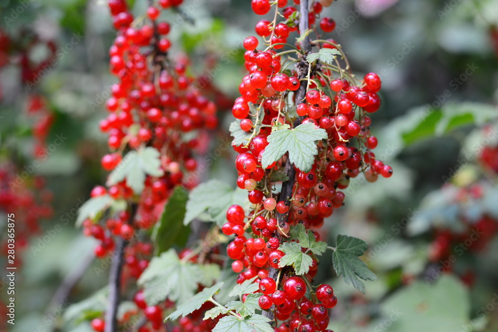 Ripe red currants close-up as background. Branch of ripe red currant in a garden. Ripe red currants close-up as background. Branch of ripe red currant in a garden.