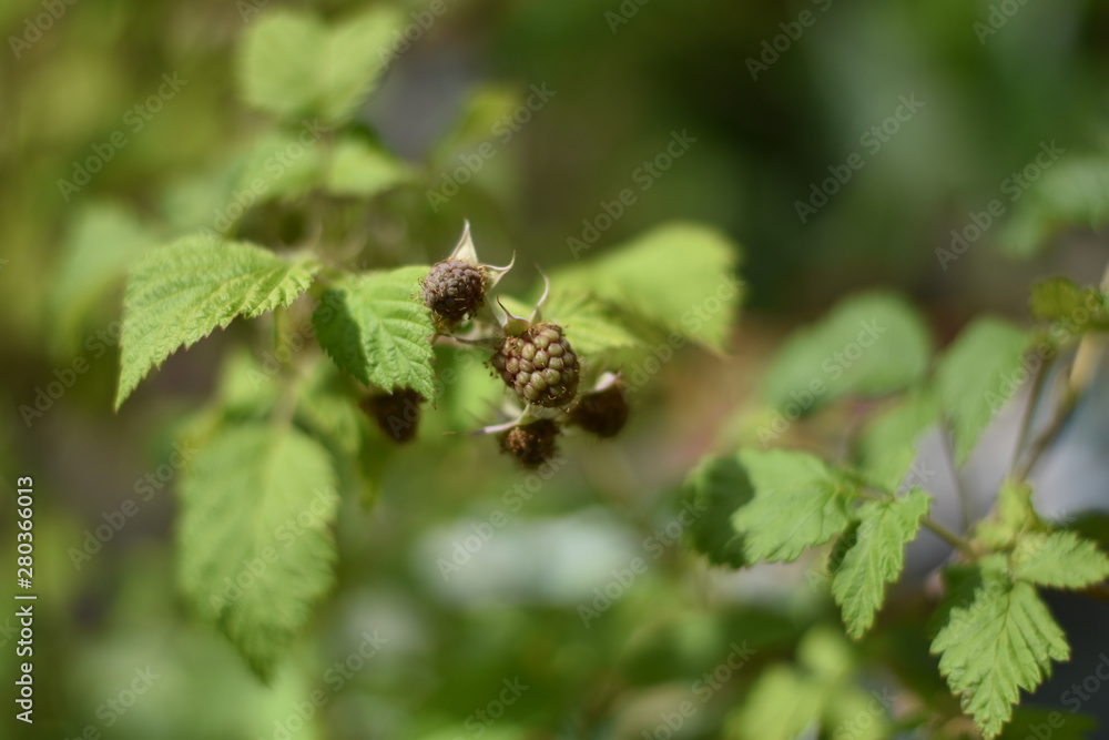 Unreife Himbeeren (Rubus idaeus) Unreife Himbeeren (Rubus idaeus)