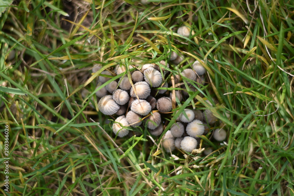 Pilze im Rasen Pilze im Rasen