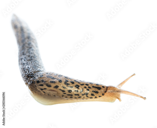 leopard slug (Limax maximus) alive isolated on white background crawls around a corner