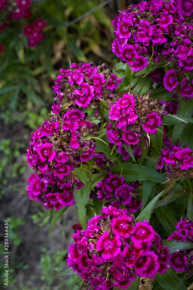Summer flowers. A lot of pink flowers closeup. Summer flowers. A lot of pink flowers closeup.