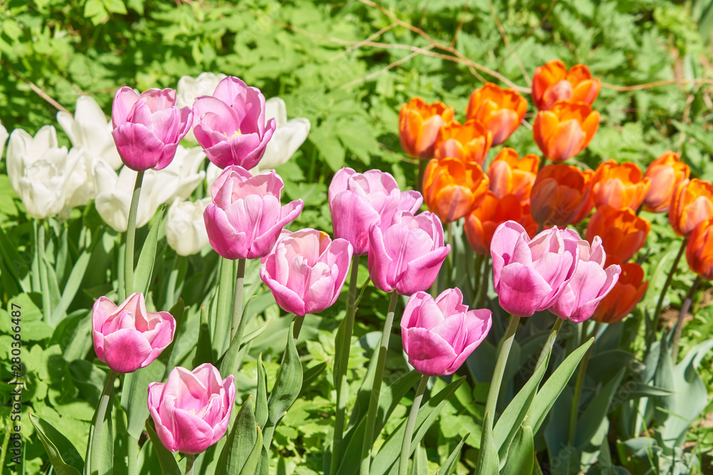 Beautiful pink and orange tulip fields in spring, natural background Beautiful pink and orange tulip fields in spring, natural background