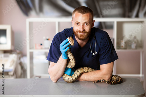 Картината върху платно Veterinarian holds snake in hands. Exotic pet on inspection.