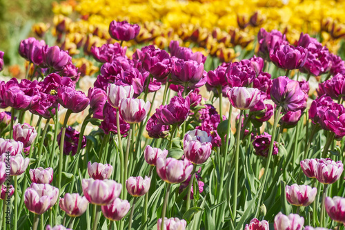 Beautiful pink and yellow tulip fields in spring  natural background