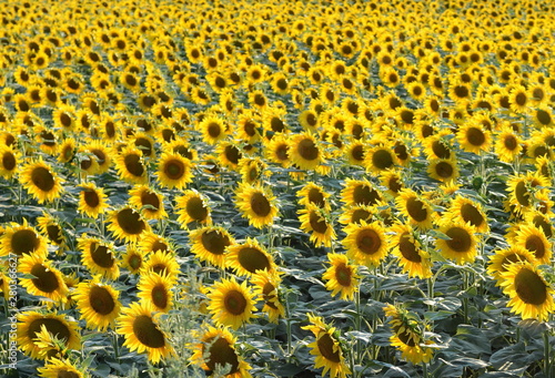 Sunflower field. Panoramic view on sunflower field.