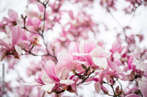 magnolia sulange tulip tree © adelie77