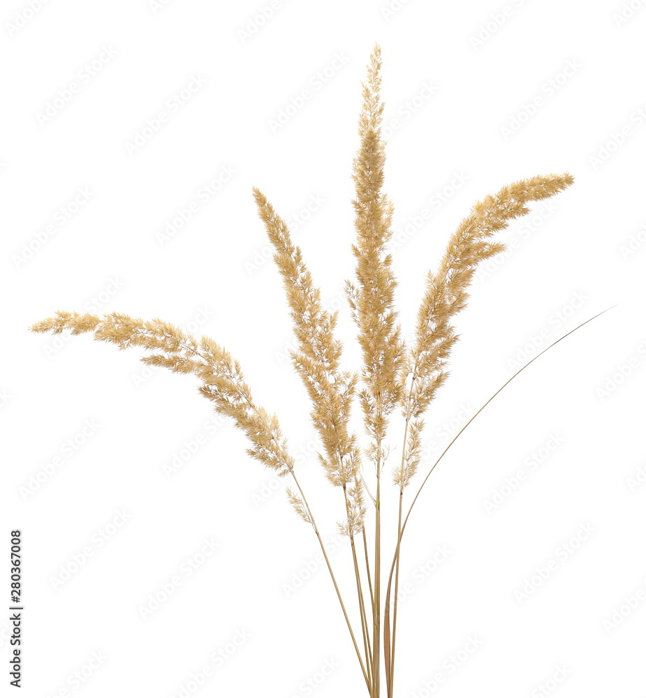 Dry common bulrush, isolated on white background Dry common bulrush, isolated on white background