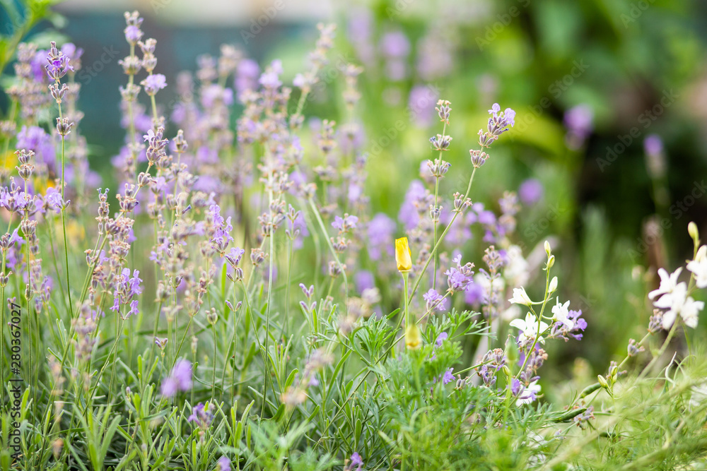 Beautiful Lavender flowers blooming in garden. Floral background. Nature. Beautiful Lavender flowers blooming in garden. Floral background. Nature.