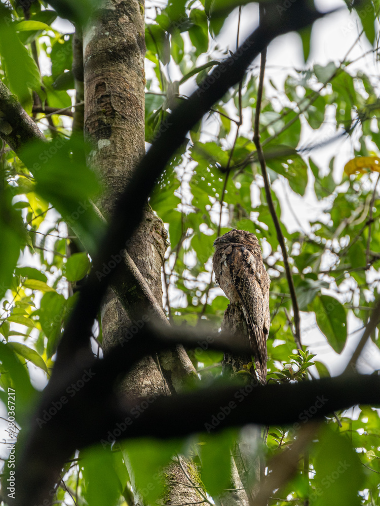 Common Potoo (Nyctibius griseus) in Costa Rica Common Potoo (Nyctibius griseus) in Costa Rica