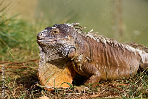 Iguane reptile