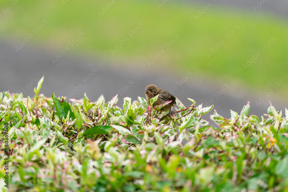 Yellow-crowned Euphonia Chick (Euphonia luteicapilla) in Costa Rica