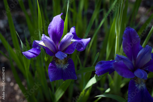 Summer flowers. Two blue iris k flowers closeup.