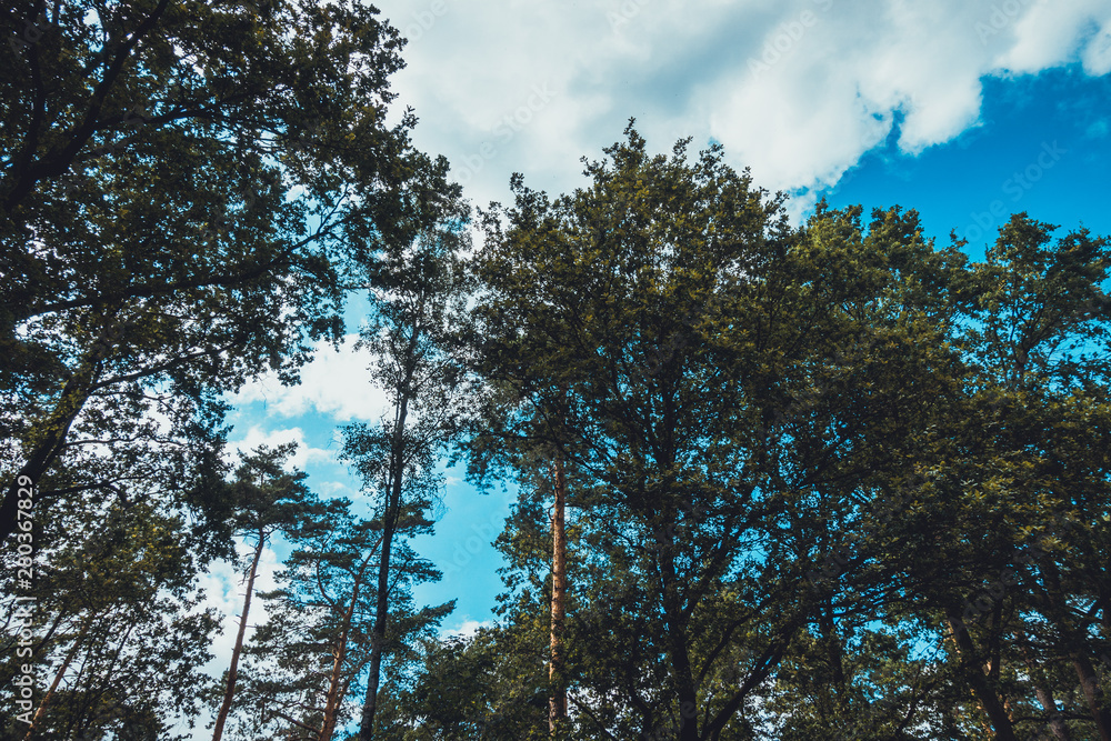 treetops in a german forest from the frog view treetops in a german forest from the frog view