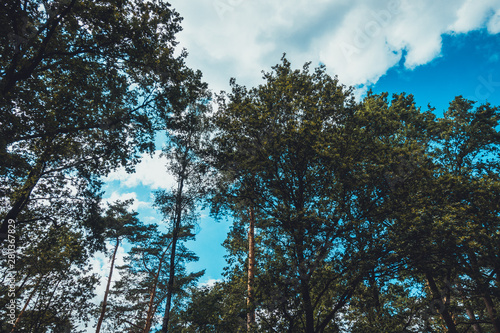 treetops in a german forest from the frog view