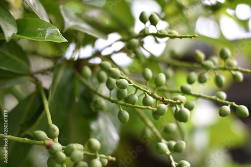 Unreife Früchte - Kirschlorbeer (Prunus laurocerasus)