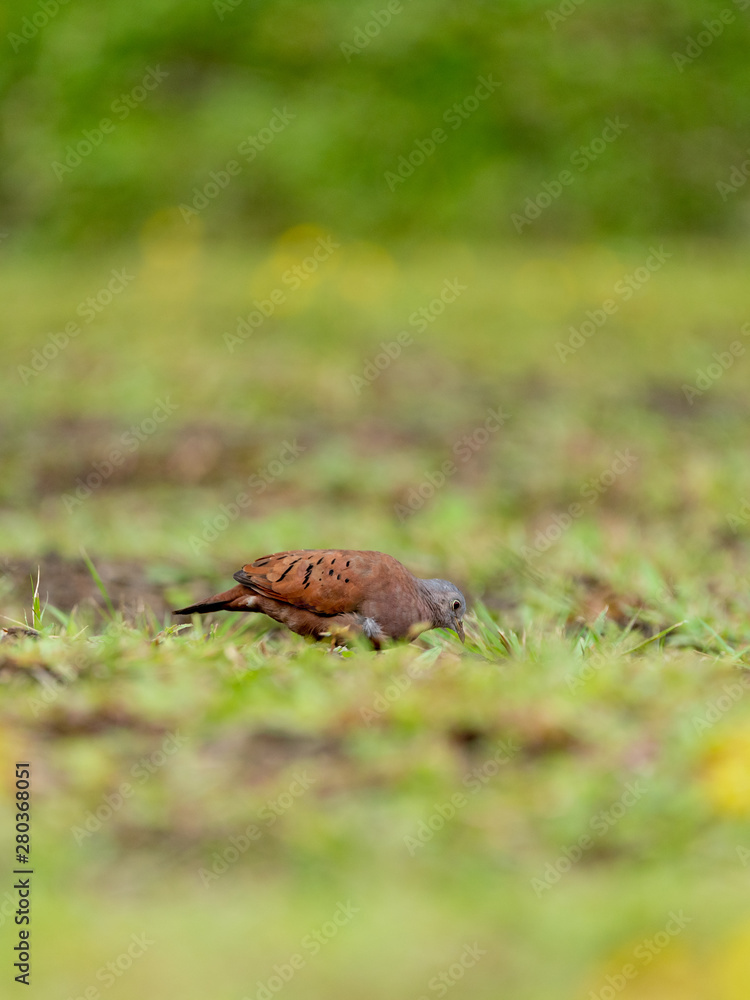 Ruddy Ground Dove (Columbina talpacoti) in Costa Rica Ruddy Ground Dove (Columbina talpacoti) in Costa Rica