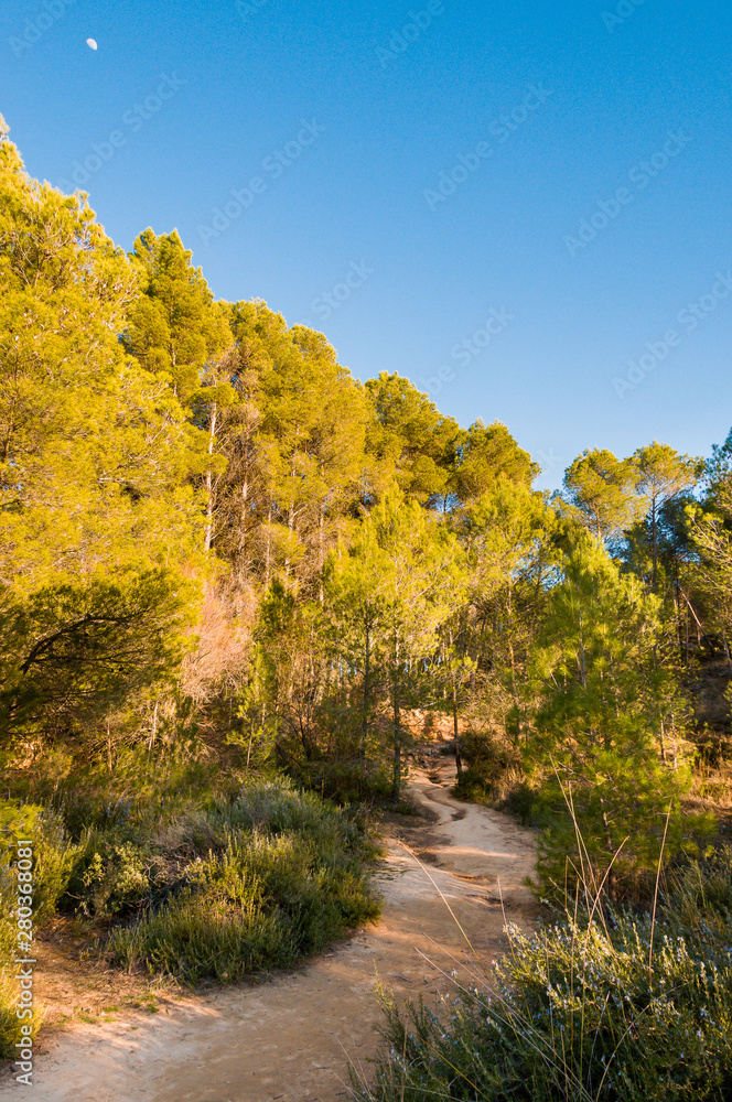 Dirt road that crosses the mountain towards the forest, surrounded by trees and bushes on a sunny day.