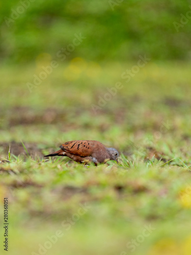 Ruddy Ground Dove (Columbina talpacoti) in Costa Rica