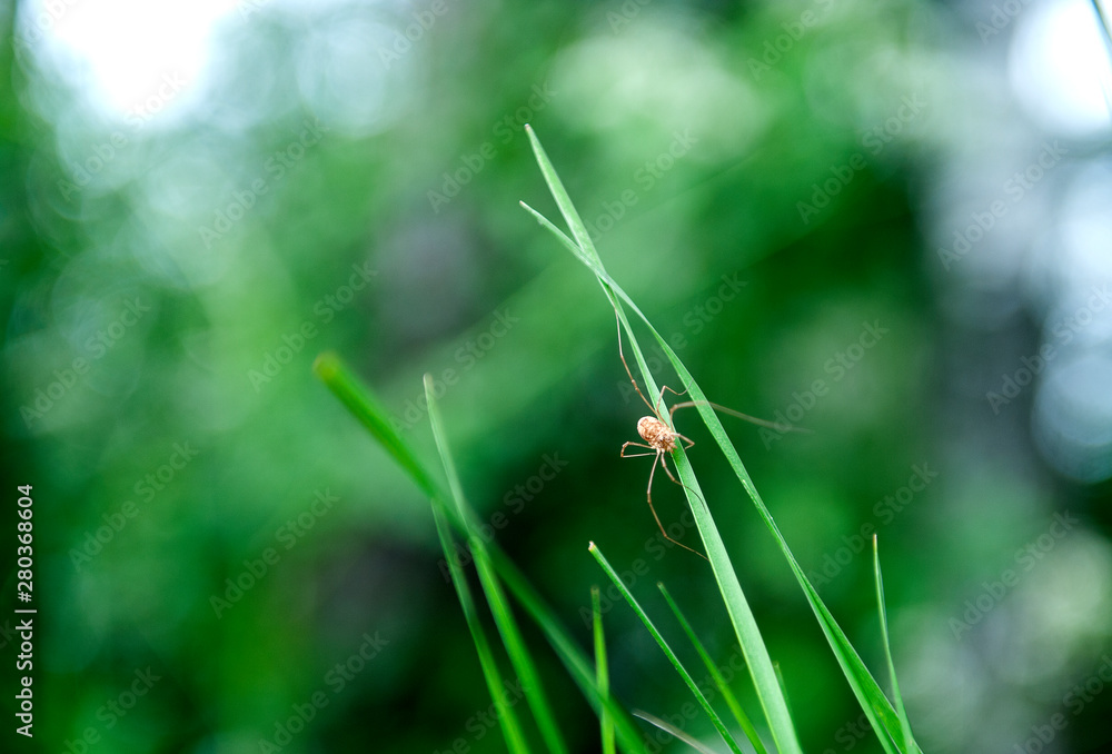 spider-hawk (Latin Opiliones, syn. Phalangida) on green grass close-up on summer day. ) spider-hawk (Latin Opiliones, syn. Phalangida) on green grass close-up on summer day. )