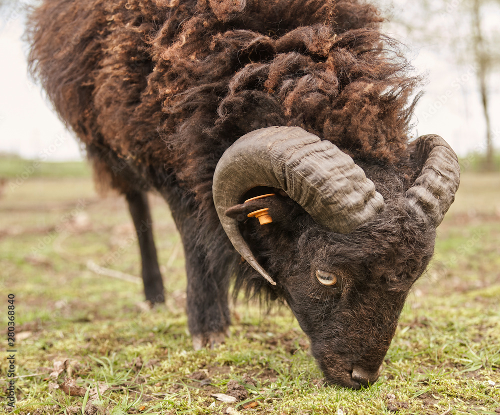 Black male ouessant sheep grazing Black male ouessant sheep grazing