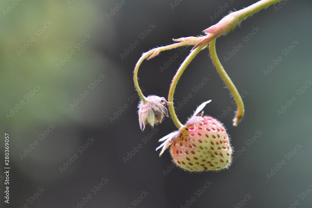 Unreife Erdbeeren im Topf Unreife Erdbeeren im Topf