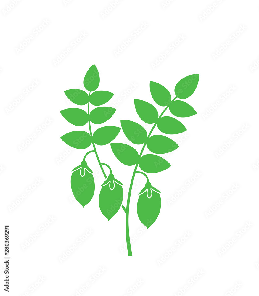 Chickpeas plant. Isolated chickpeas on white background