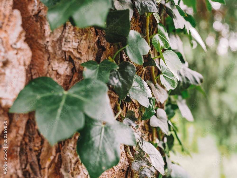 Green Leaves on the tree, visible tree bark Green Leaves on the tree, visible tree bark
