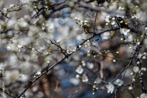 blooming white tree in spring © adelie77